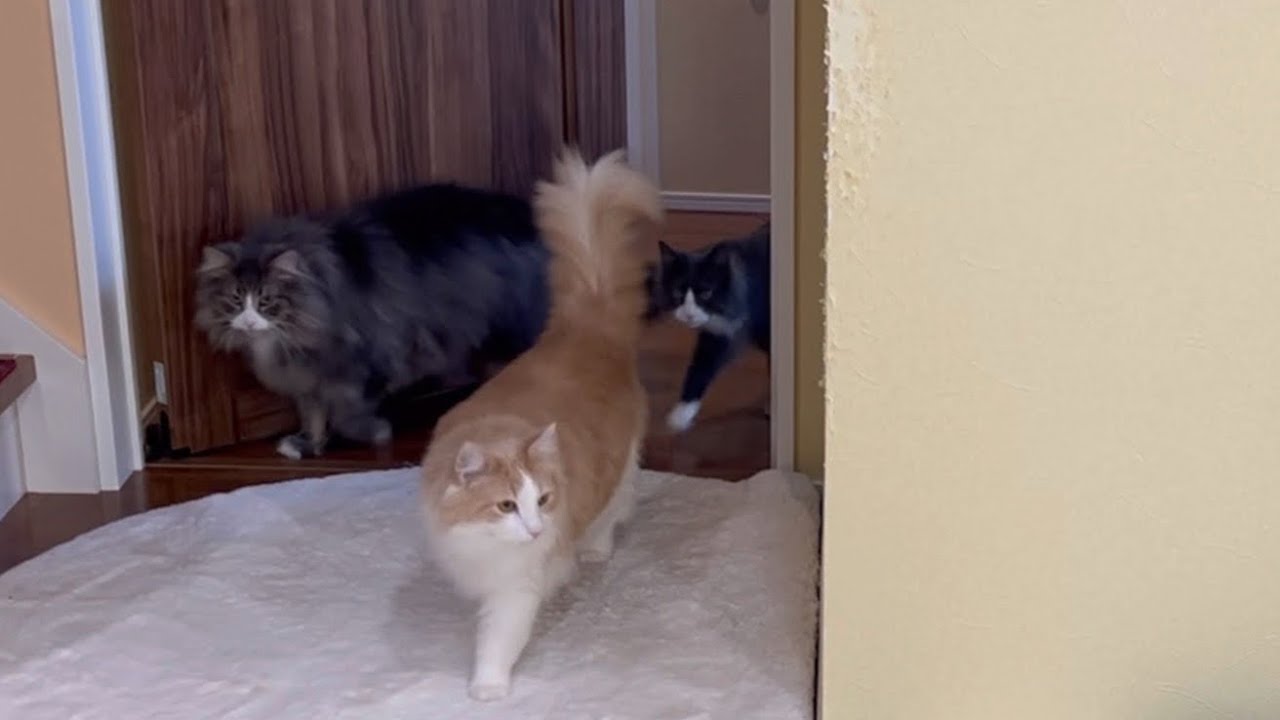 【イケメンw】登場シーンがかっこいい！！！ターキッシュアンゴラとノルウェージャンフォレストキャットの日常✨