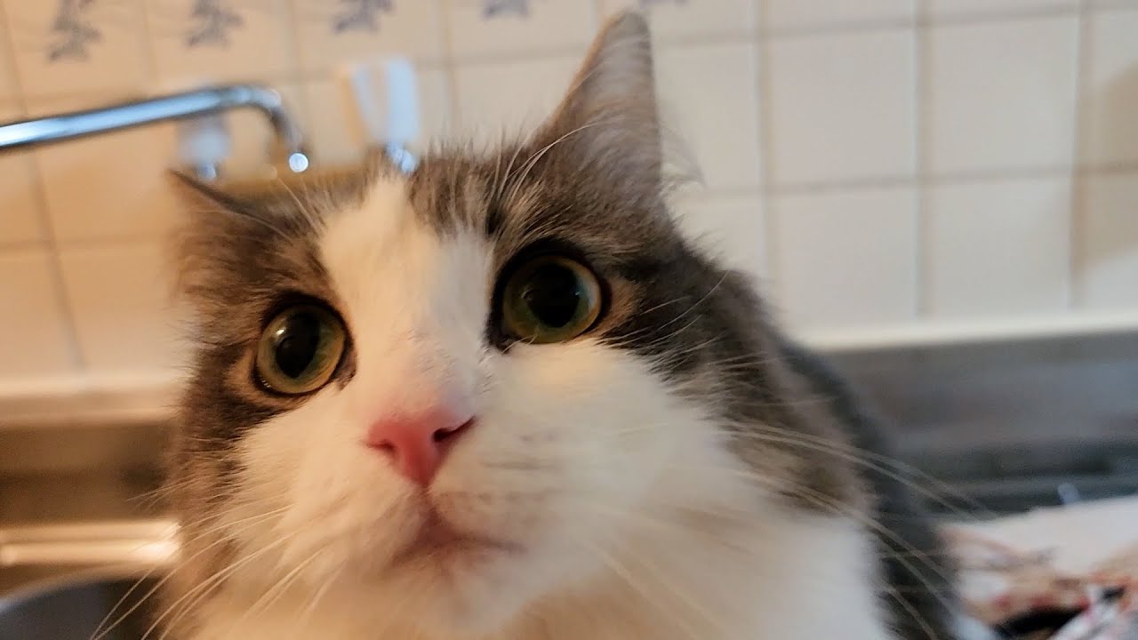 夕方流れる音楽に耳を傾けるニャンコ【美猫さん】新事務所ルームツアー