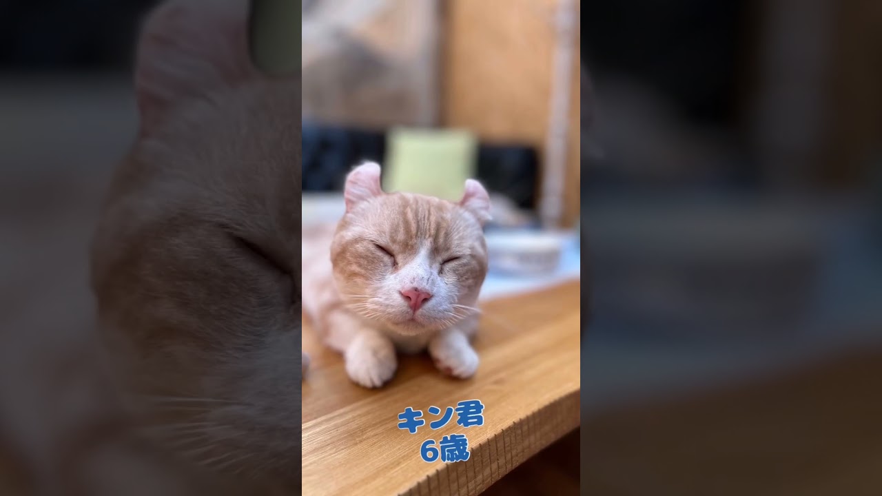【鼻ニンニクって⁉️😹】みんな可愛い保護っ子ちゃん達❣️#保護猫 #保護活動 #ニンニク#鼻 #猫好きさんと繋がりたい #猫好き #茨城県 #shorts