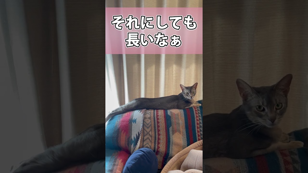 のびのびしてるうちの猫さん #shorts #猫 #アビシニアン
