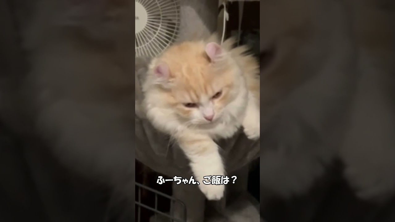 寝起きで眠気まなこの仔猫　#shorts　#猫 　#仔猫