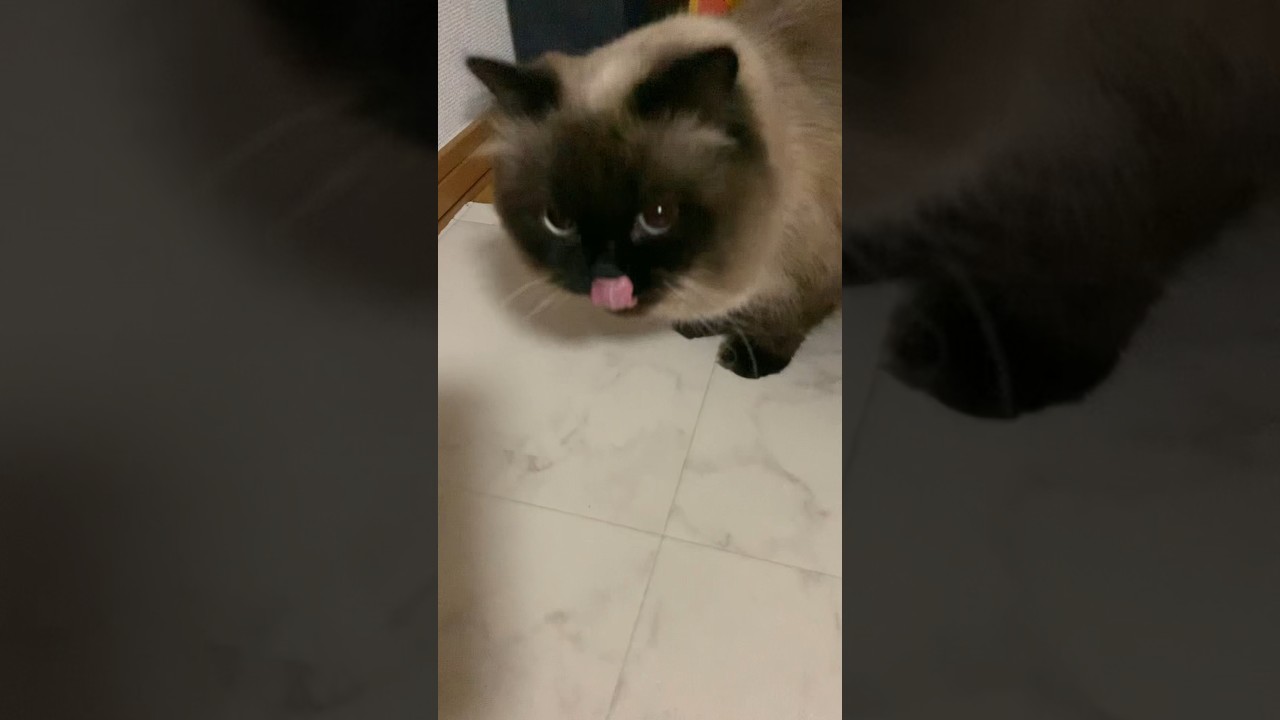 今日も元気なげんたくん #猫 #ヒマラヤン #猫のいる生活 #shorts