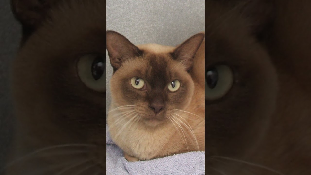 日本で飼いやすい海外原産の猫種　#バーミーズ 　#猫　#猫種　#Shorts