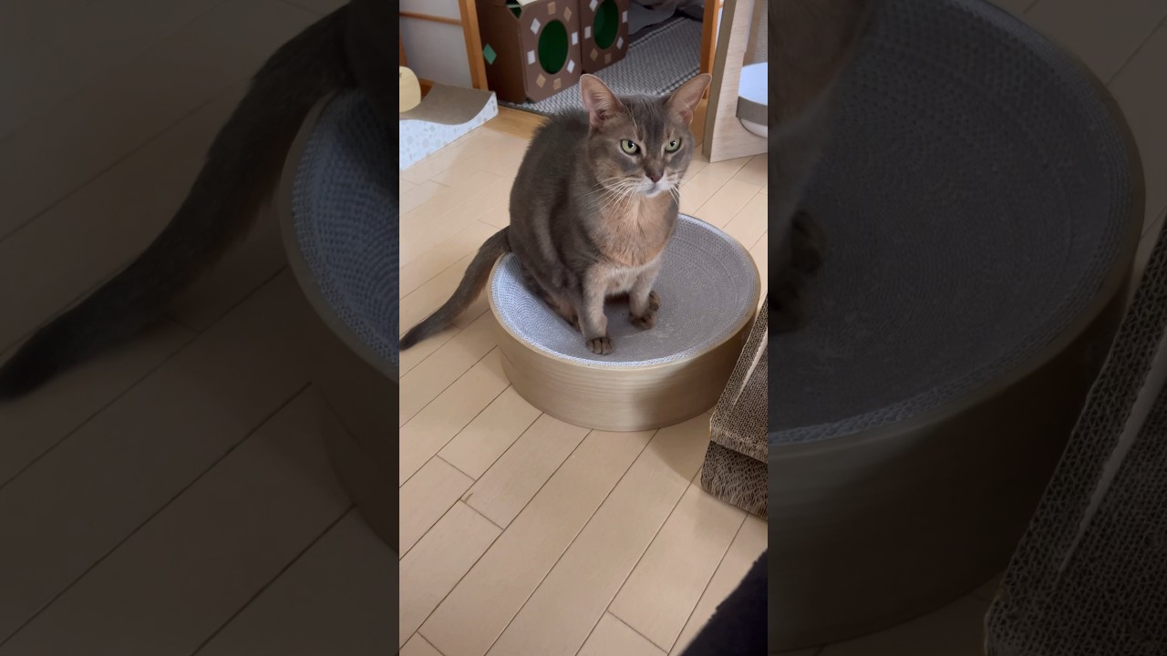 13歳のアビシニアン猫  #shorts #アビシニアン #cat