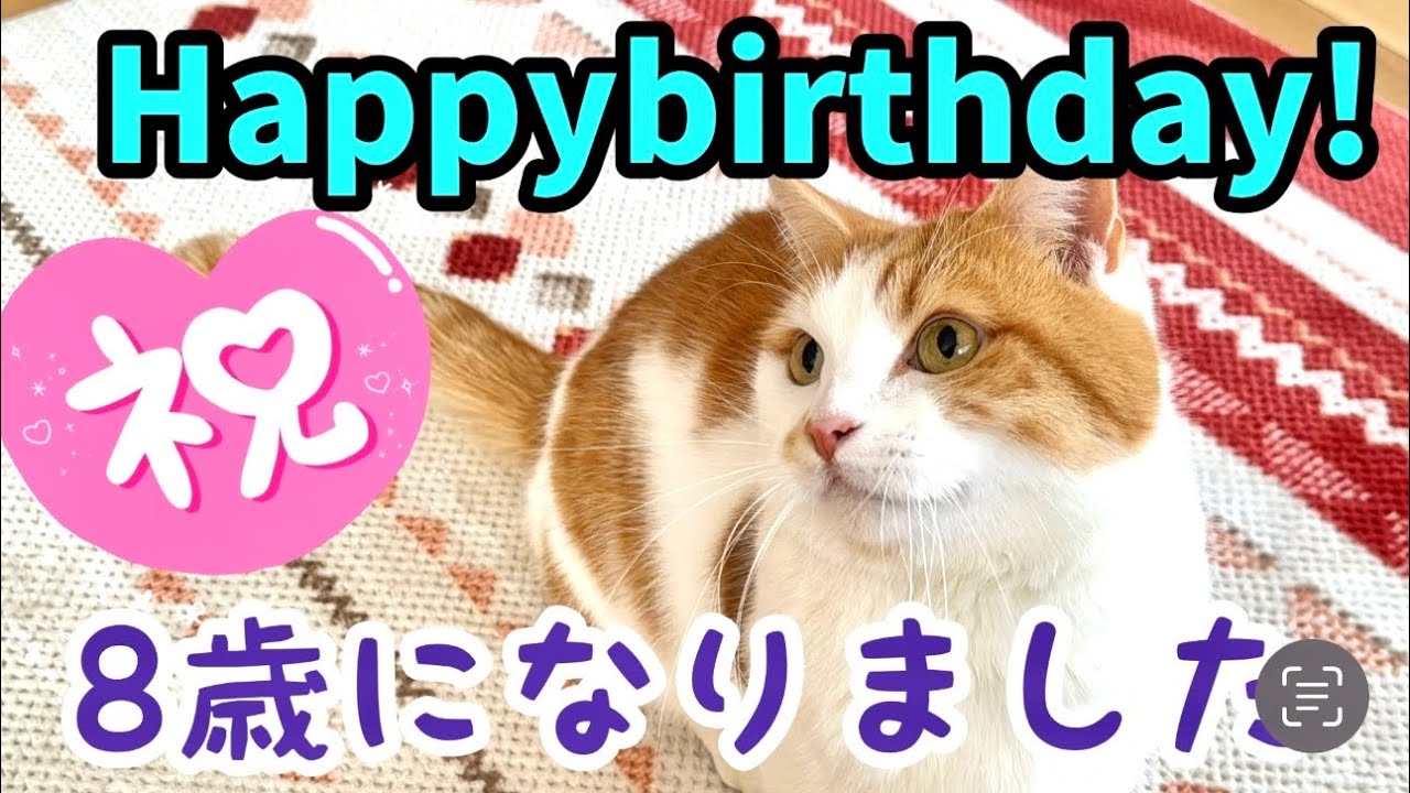 ㊗️ころちゃん8歳になりました【短足マンチカン】#811