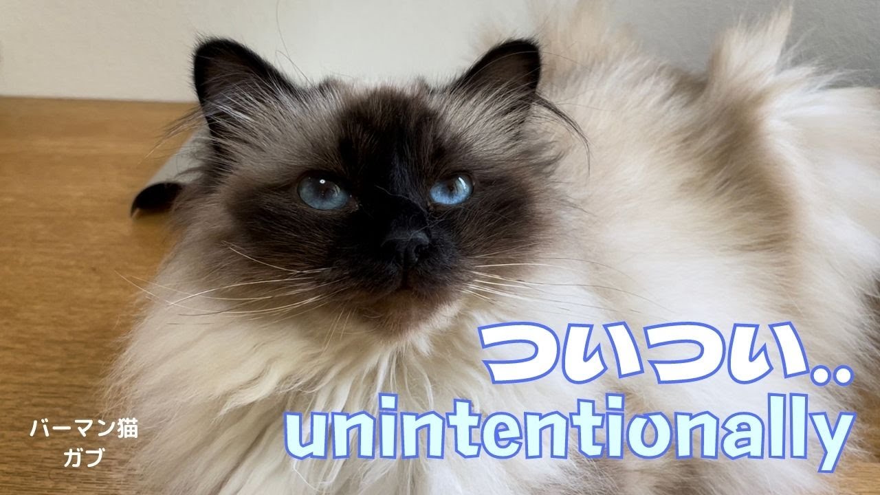 わかっているけどニャ【ついつい‥】Unintentionally（バーマン猫）Birman/Cat