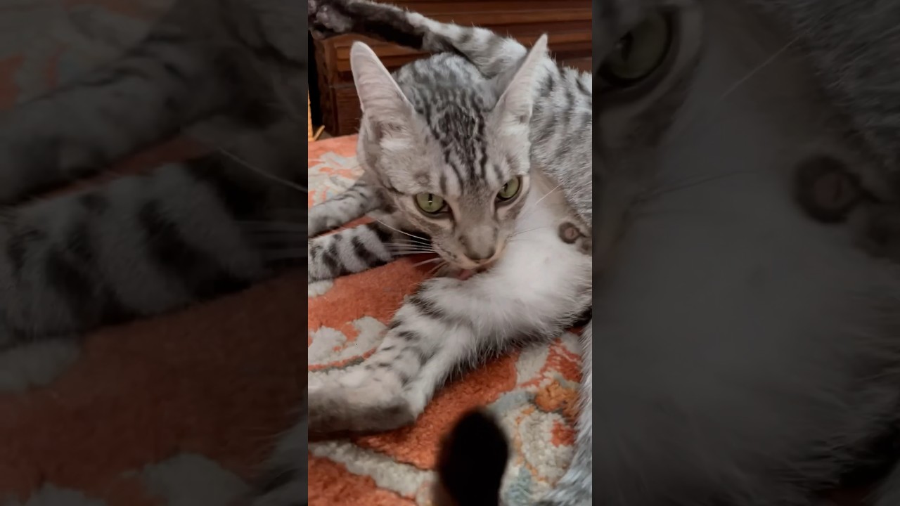 今日は良いお天気だったな〜ニャンズもリラックス✨😽 #cat #オシキャット #ニャン #ベンガル #癒し動画 #毛繕い