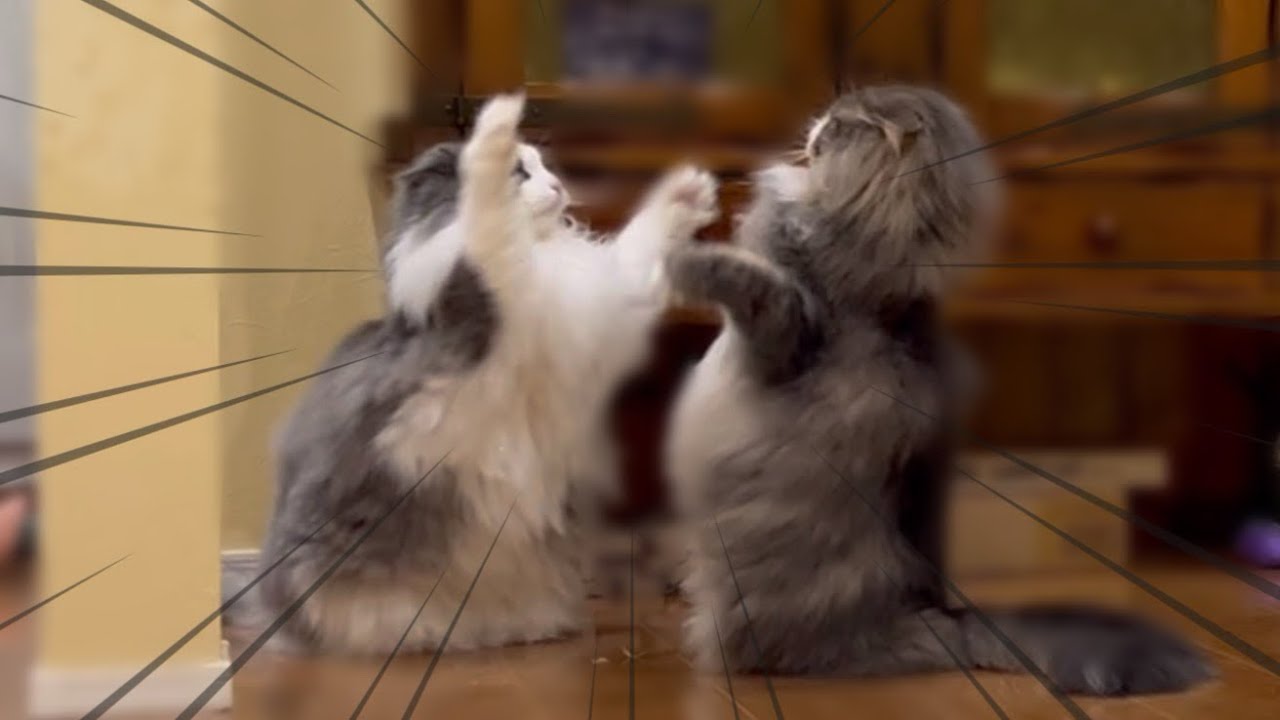 【日常✨】もふ猫たちの何気な〜い、のんび〜りな日常♡ターキッシュアンゴラとノルウェージャンフォレストキャット♡