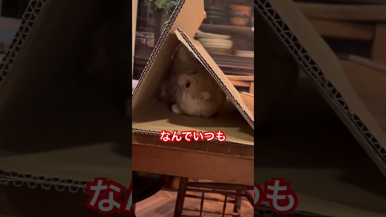帰宅したら段ボールに籠城していた仔猫　#shorts　#猫 　#仔猫