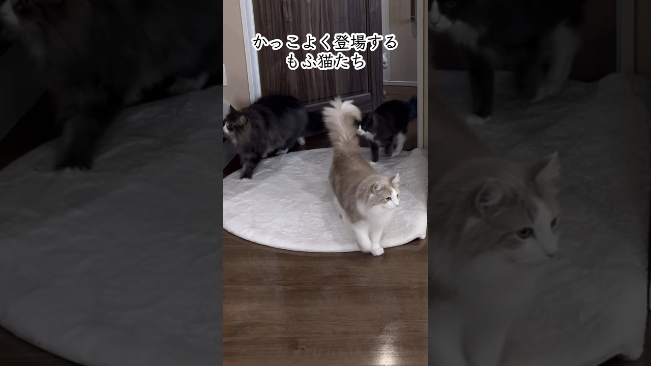 登場がかっこいいもふ猫たち✨#cat #猫 #ターキッシュアンゴラ #ノルウェージャンフォレストキャット #short