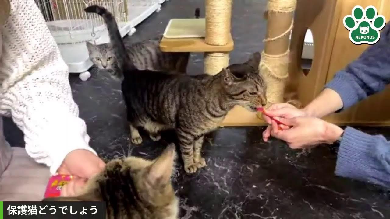 保護猫どうでしょう！今夜は千葉みなと館から