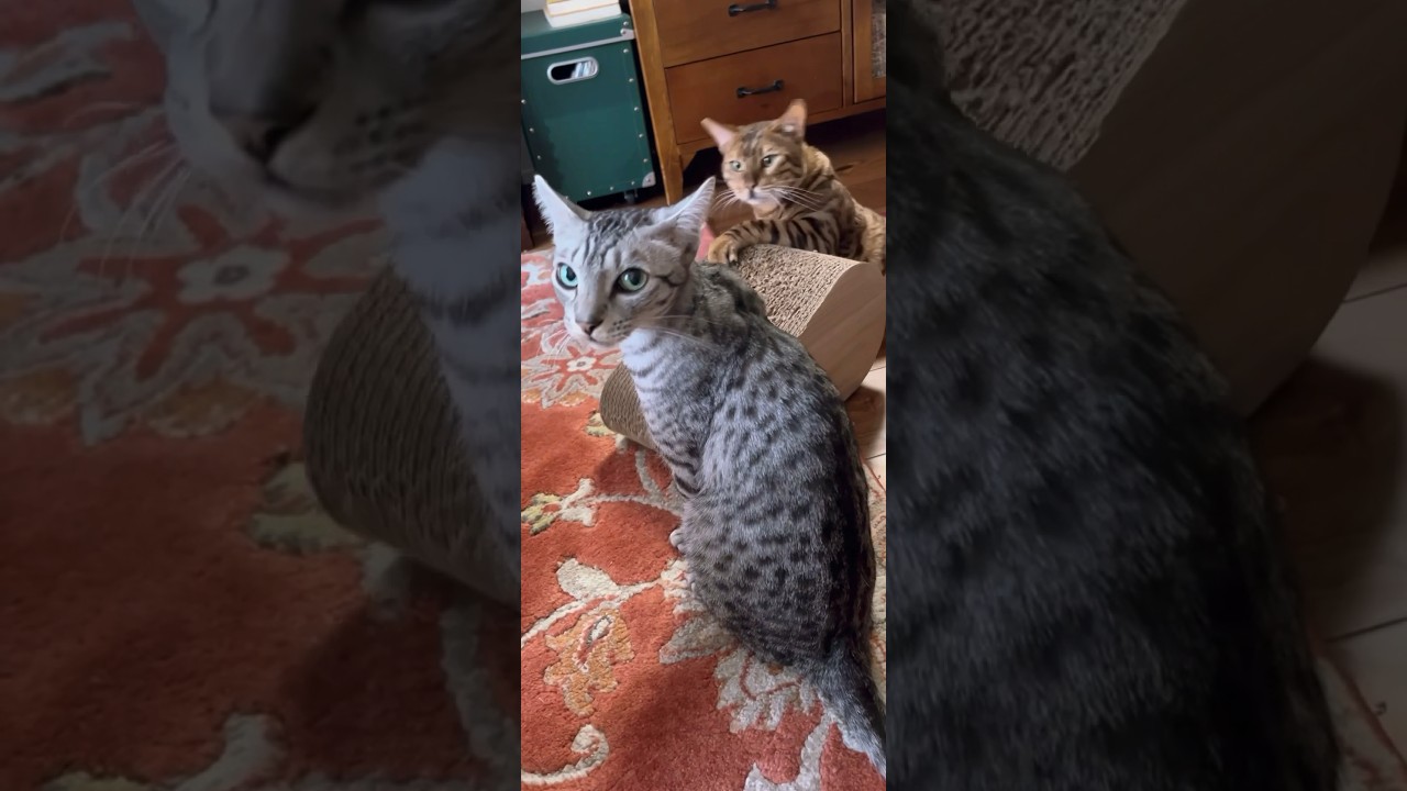 仲良く喧嘩しな🤛ニャンズ😽😹 #cat #ベンガル #オシキャット #kitten #癒し動画 #おはよう #猫の喧嘩