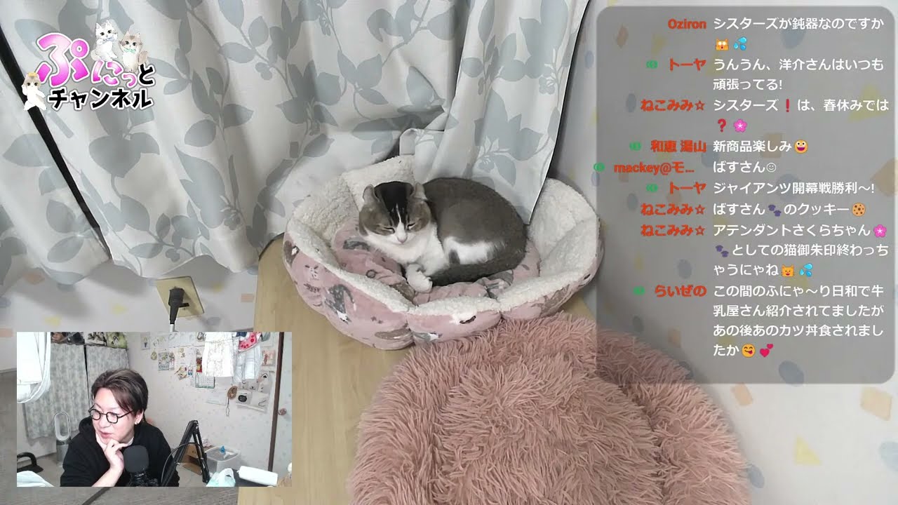 猫ちゃんの日常 ライブ配信♪ cute cat vlog Japan  2024/03/29 #猫 #ねこ #cat