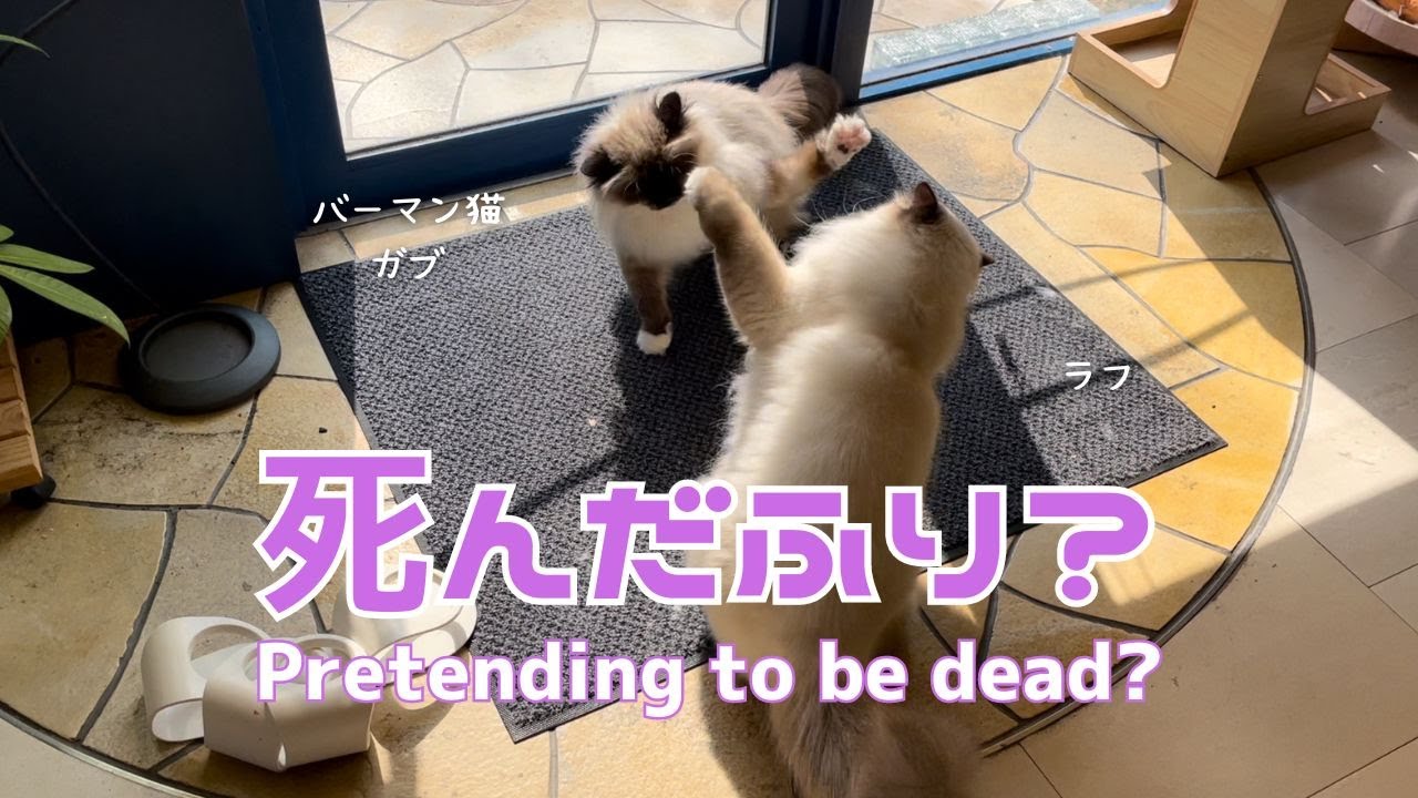 バーマン猫ラフとガブ【死んだふり？】Pretending to be dead?（バーマン猫）Birman/Cat