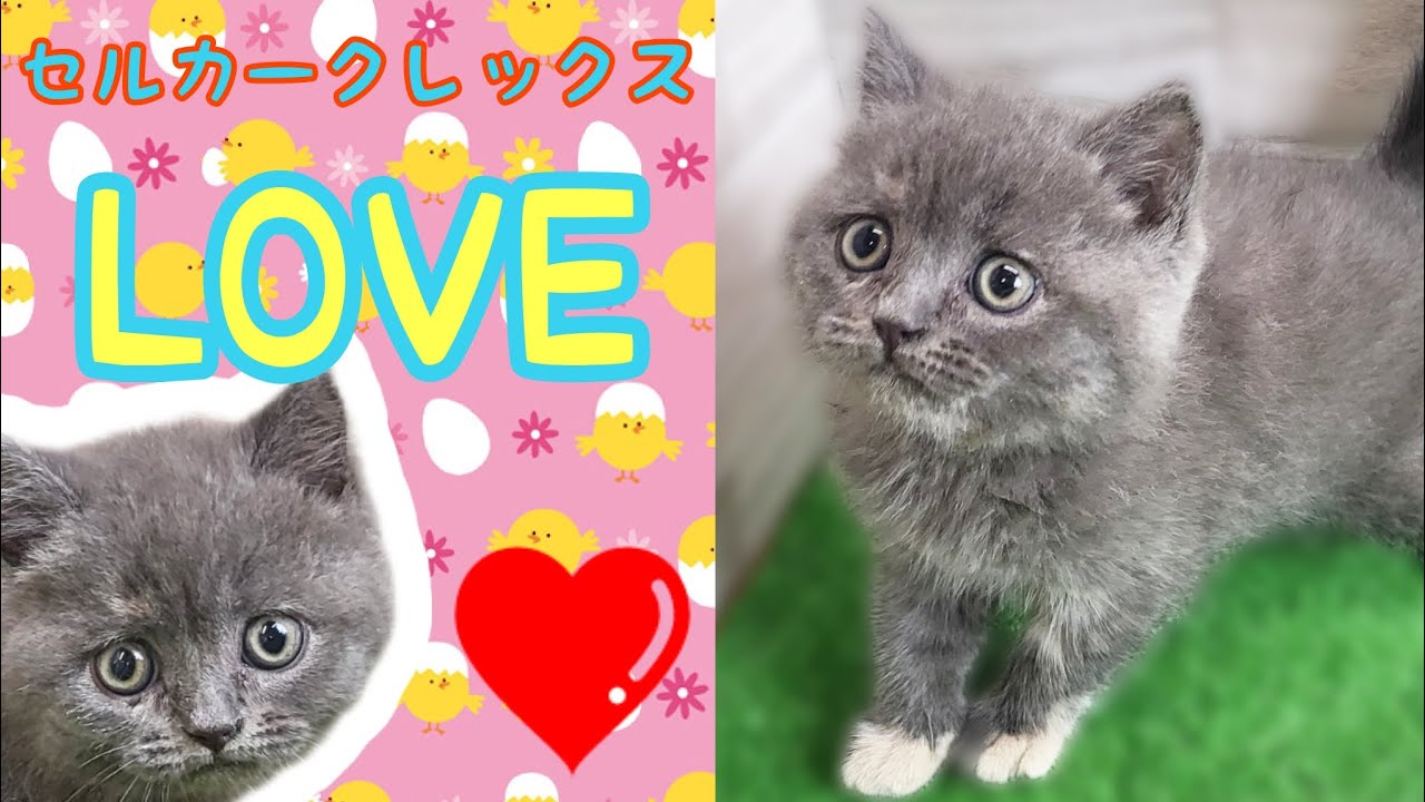 セルカークレックス・仔猫【府中四谷店】