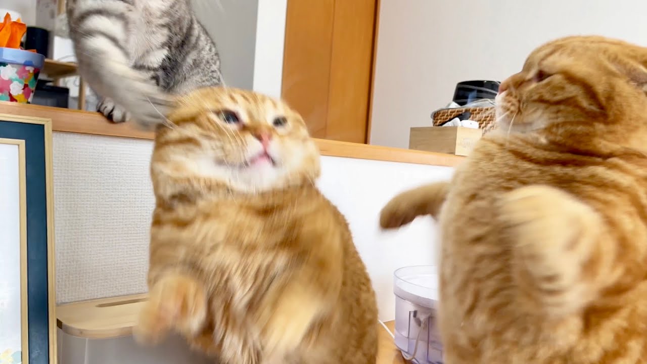 温厚なちゃびくんが珍しく怒ったら... #猫 #マンチカン