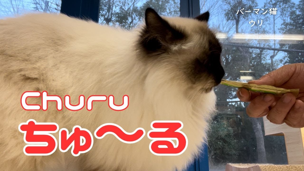 バーマン猫ウリ【ちゅ〜る】Churu（バーマン猫）Birman/Cat