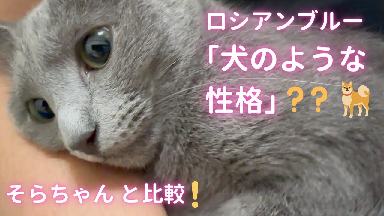 【猫ロシアンブルー】ロシアンブルーの特徴をそらちゃんと比較‼️〜前編〜