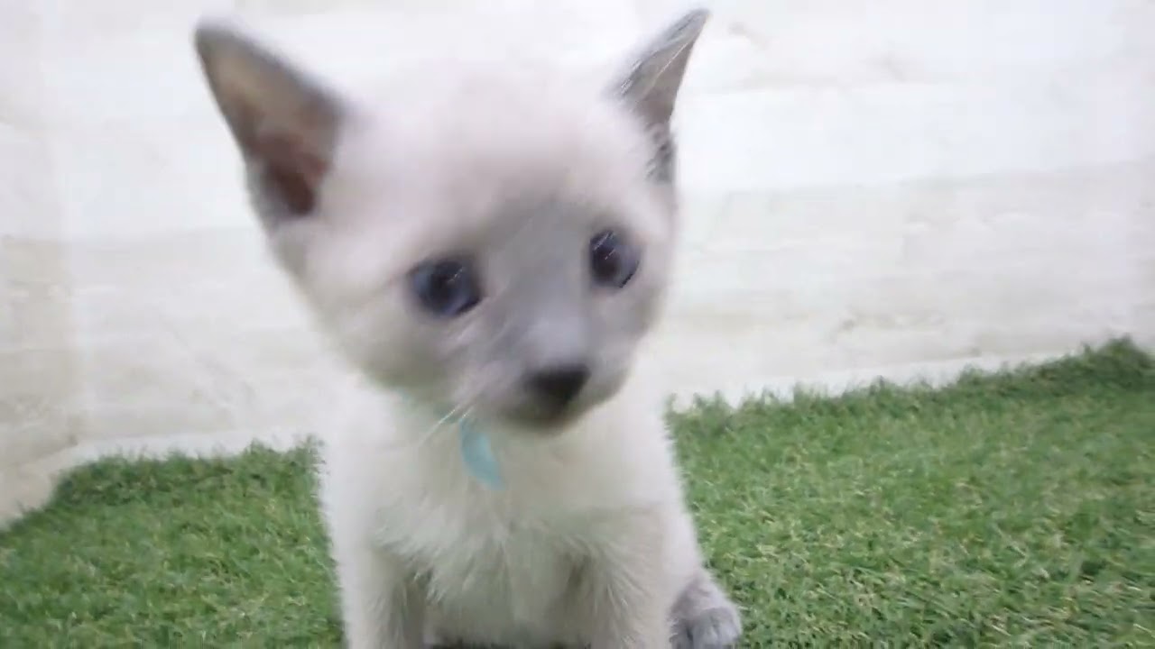 Coo&RIKU　No00671058 ロシアンブルー