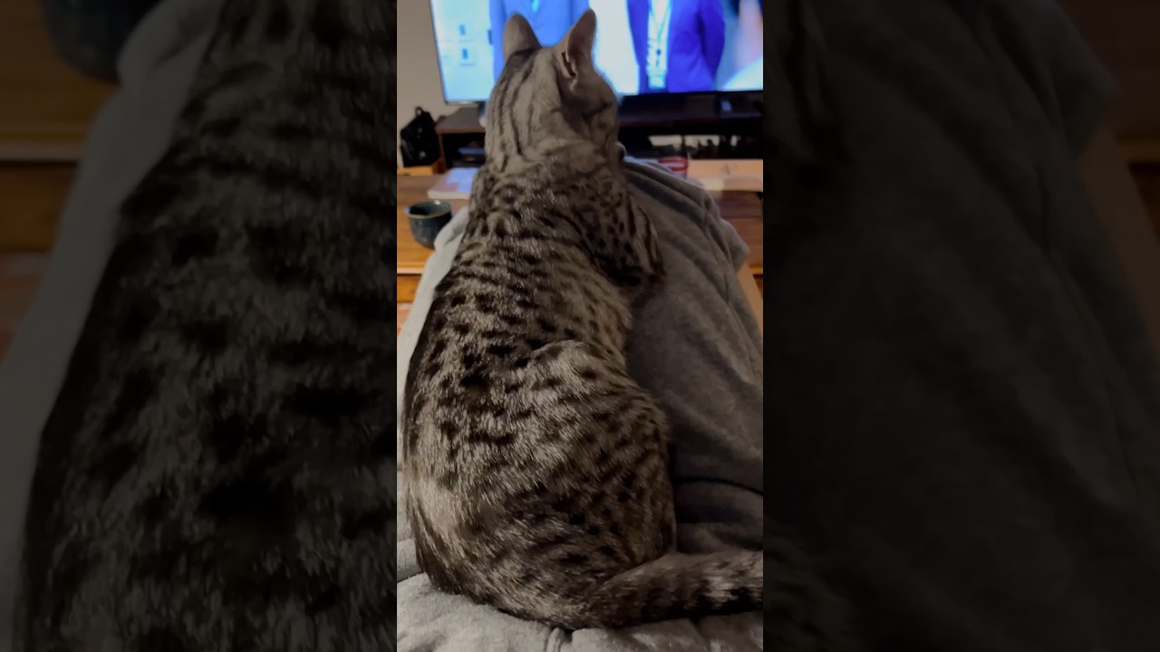 膝で寛ぐユキオ様😽 #cat #オシキャット #ニャン #ベンガル #癒し動画 #おやすみ前に