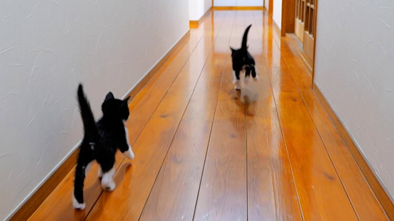 家中を駆けずり回って遊ぶ仲良し子猫姉妹がとにかく楽しそう🐈🐈～🎵