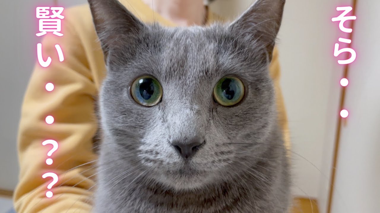 【猫ロシアンブルー】猫壁チャレンジ‼️した結果