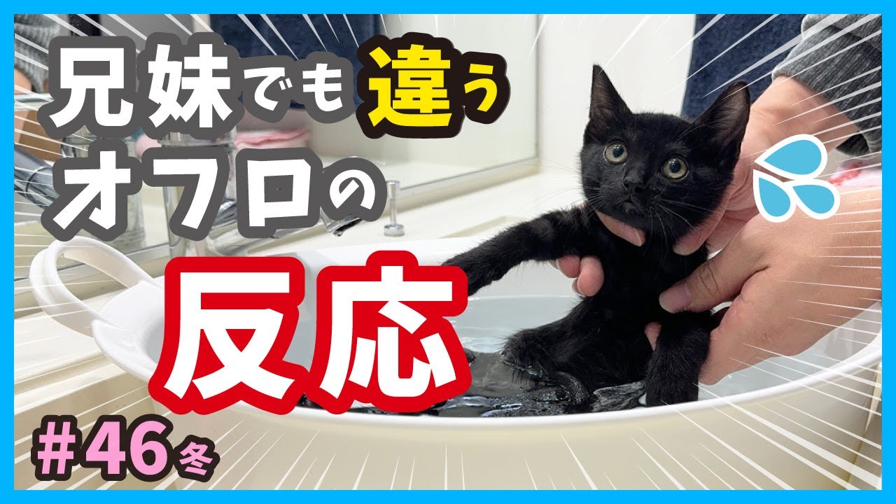 【びっくり子猫 シャンプー】生後２ヶ月、真冬に生まれた子猫たちがようやくお風呂に入ります。（冬46）