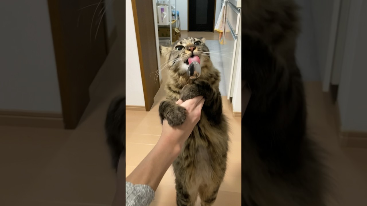 チュールを独り占めしてくるたぬき　#cat #きじとら猫 #ねこ