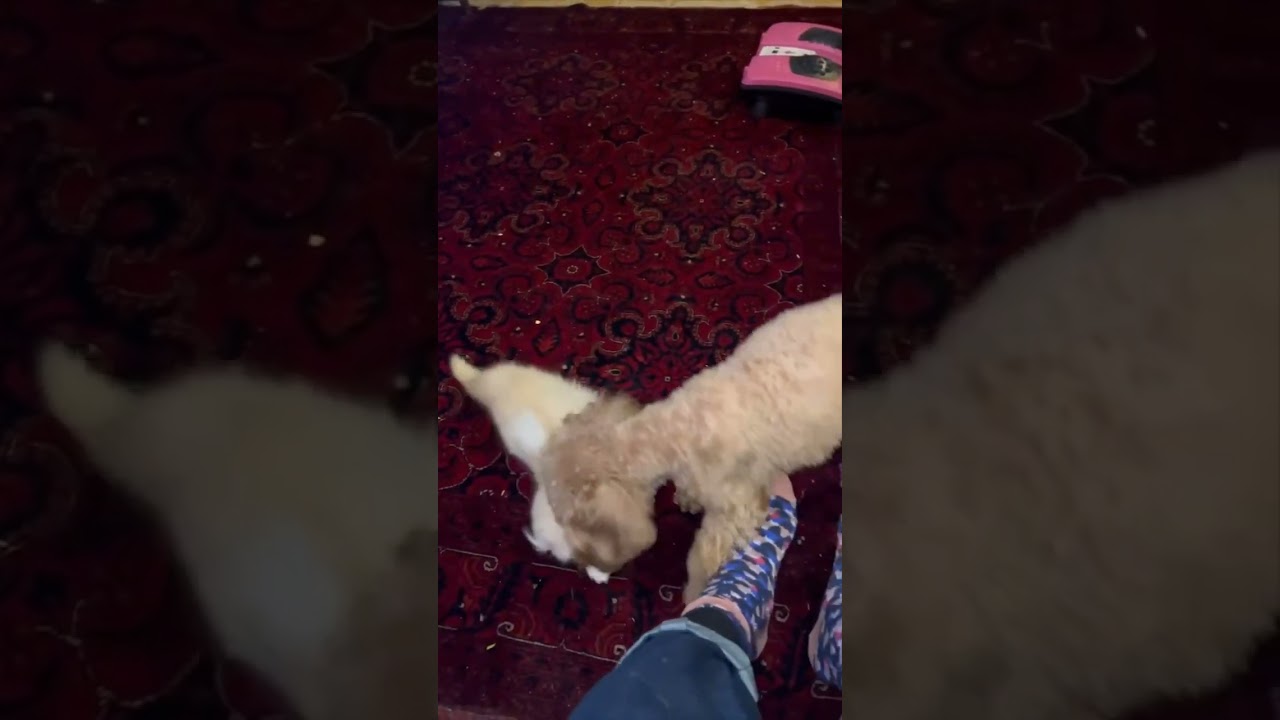 じゃれあいをする犬と仔猫