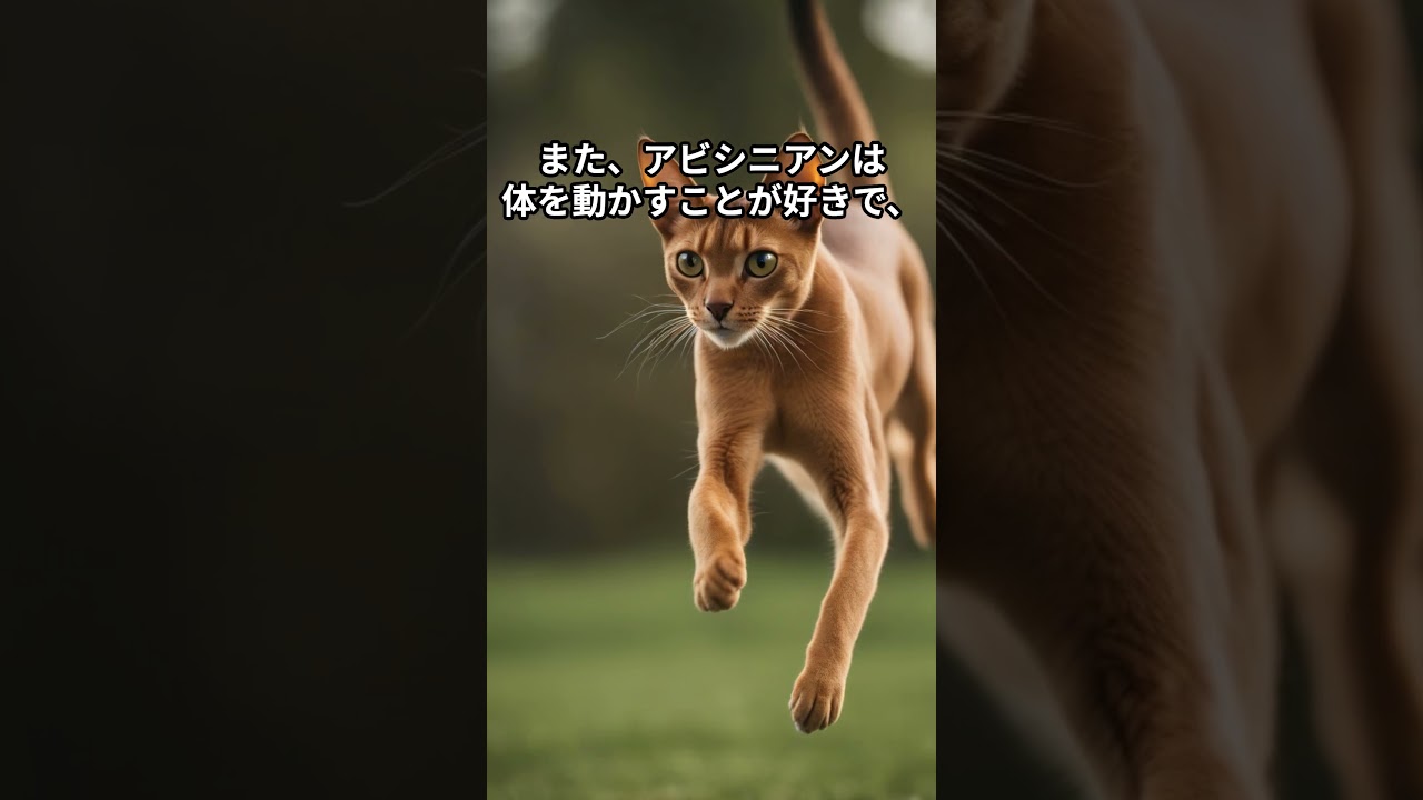 【面白】アビシニアンの驚きの日常！#shorts #動物 #アビシニアン