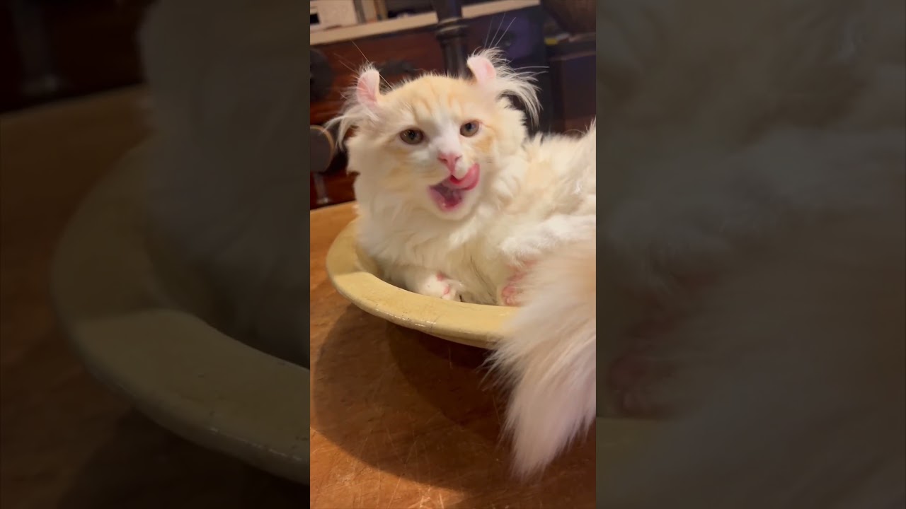 お皿の中で優雅にくつろぐ仔猫