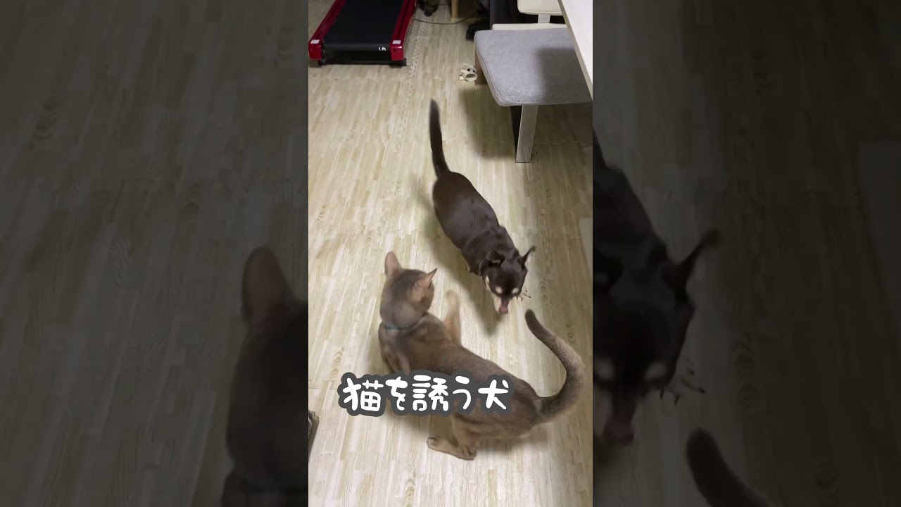 猫を誘う犬 最後はブルドーザー犬発動   #shorts #アビシニアン #チワワ  #犬と猫のいる暮らし