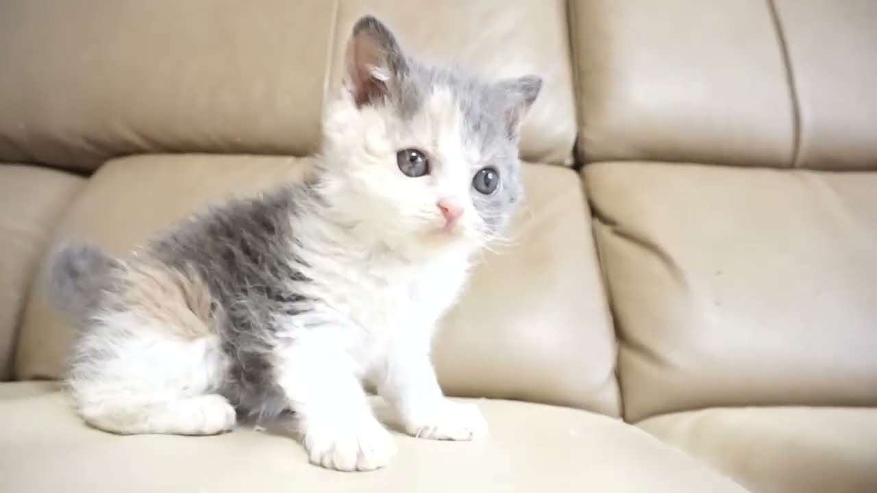 セルカークレックス子猫　2024.2.3産まれ 　ダイリュートキャリコ　パステル三毛　洋三毛猫　　女の子　Selkirk Rex　シーダキャット猫のお店