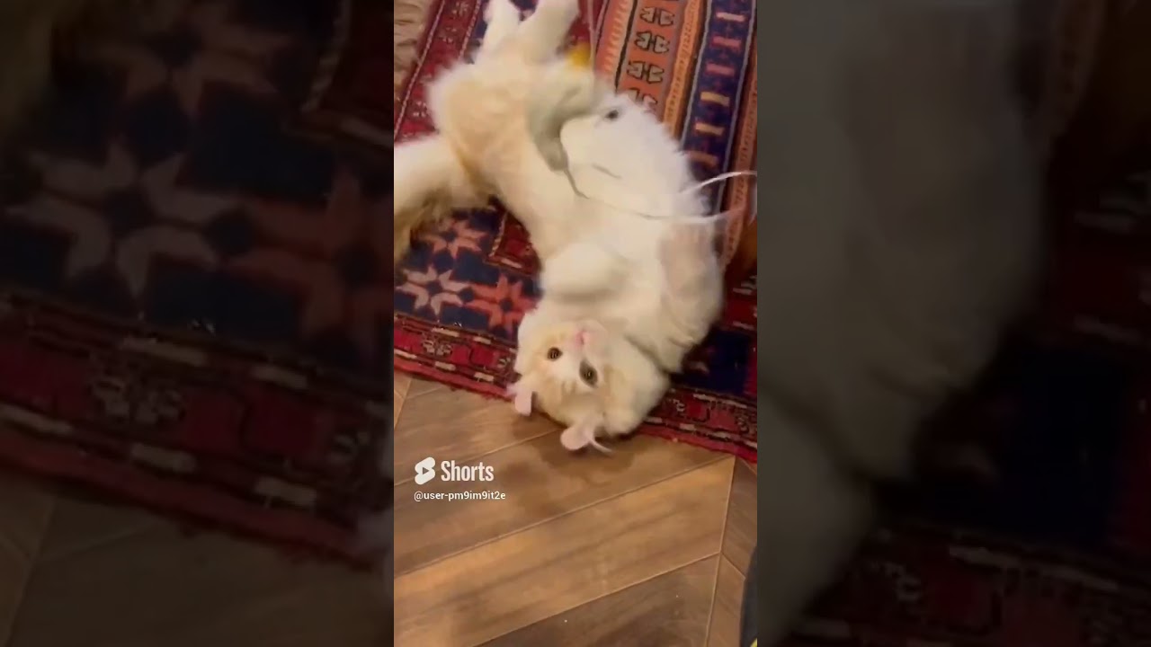 ポテポテシャカシャカする仔猫