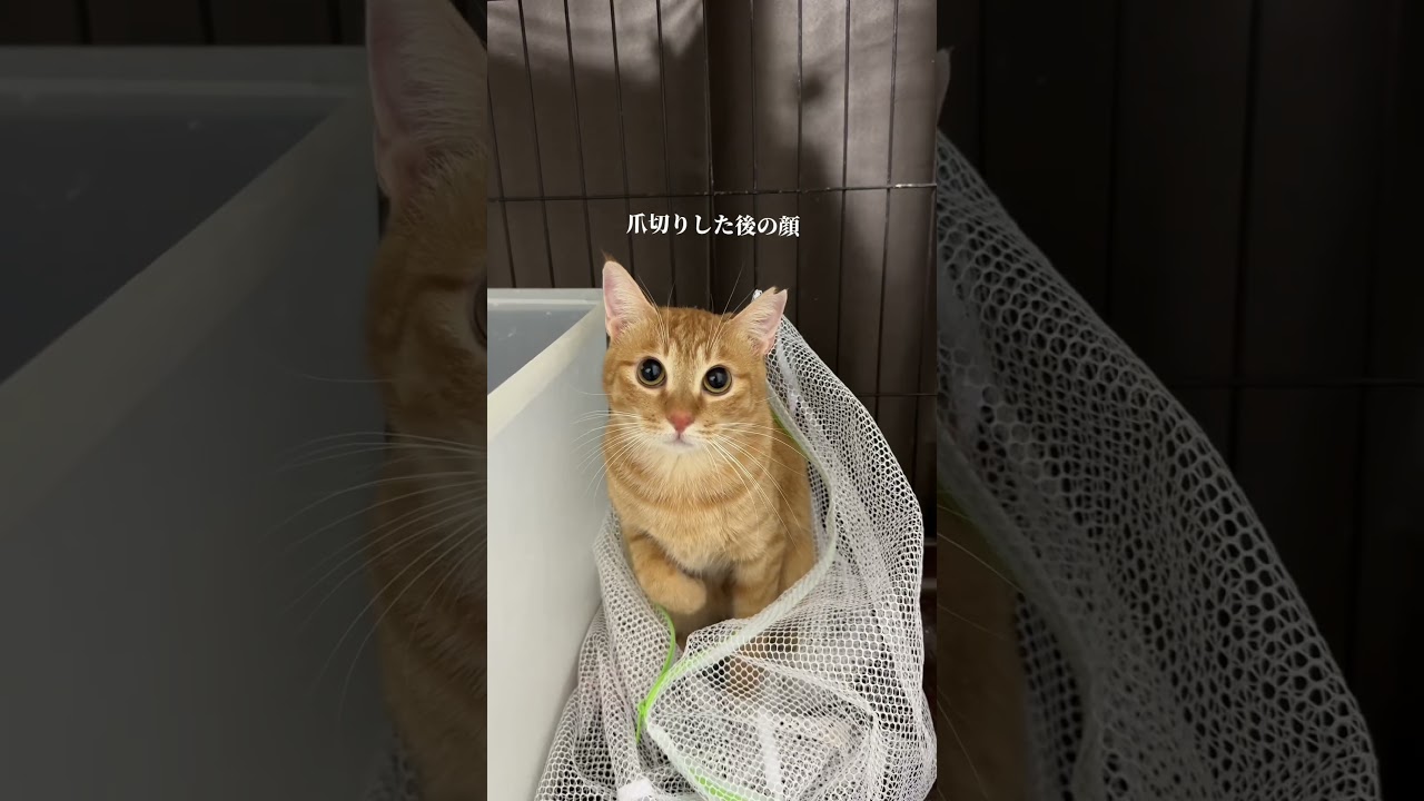 チャイさんの暮らし㉙。#保護猫