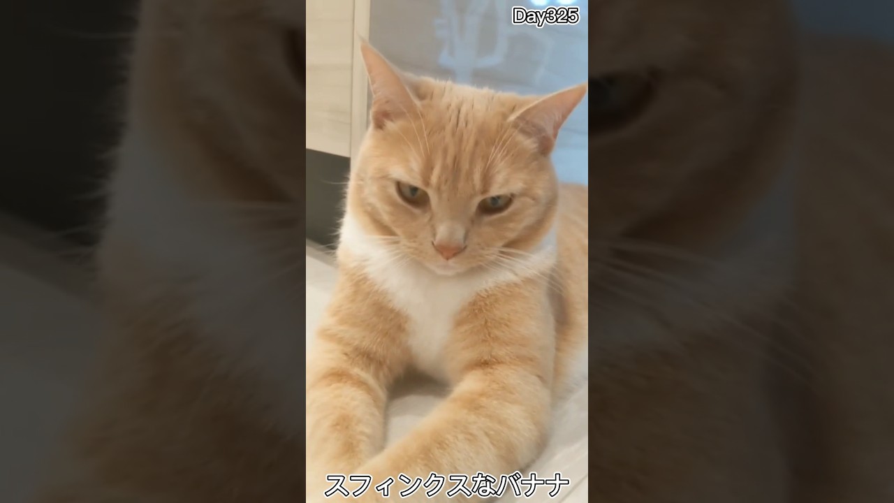 スフィンクスな感じで休む猫が可愛すぎる件 #shorts #ねこ #cat