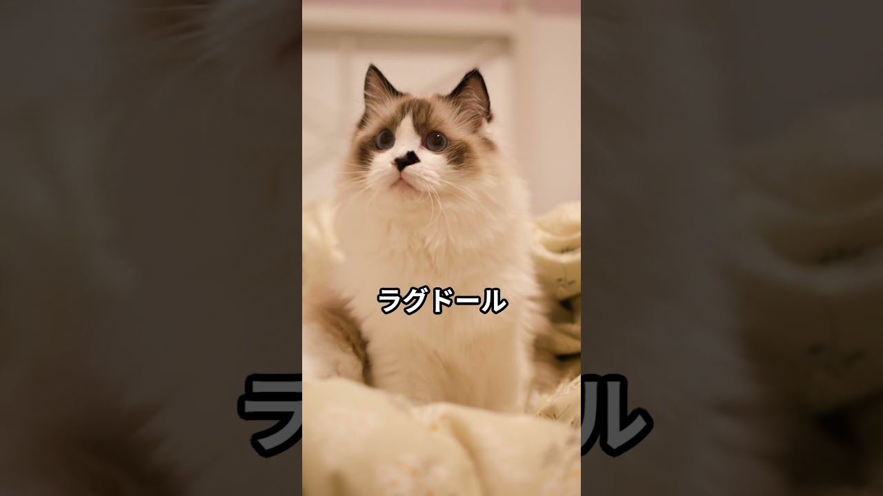 【O型のあなたにぴったり】相性抜群の猫種4選！