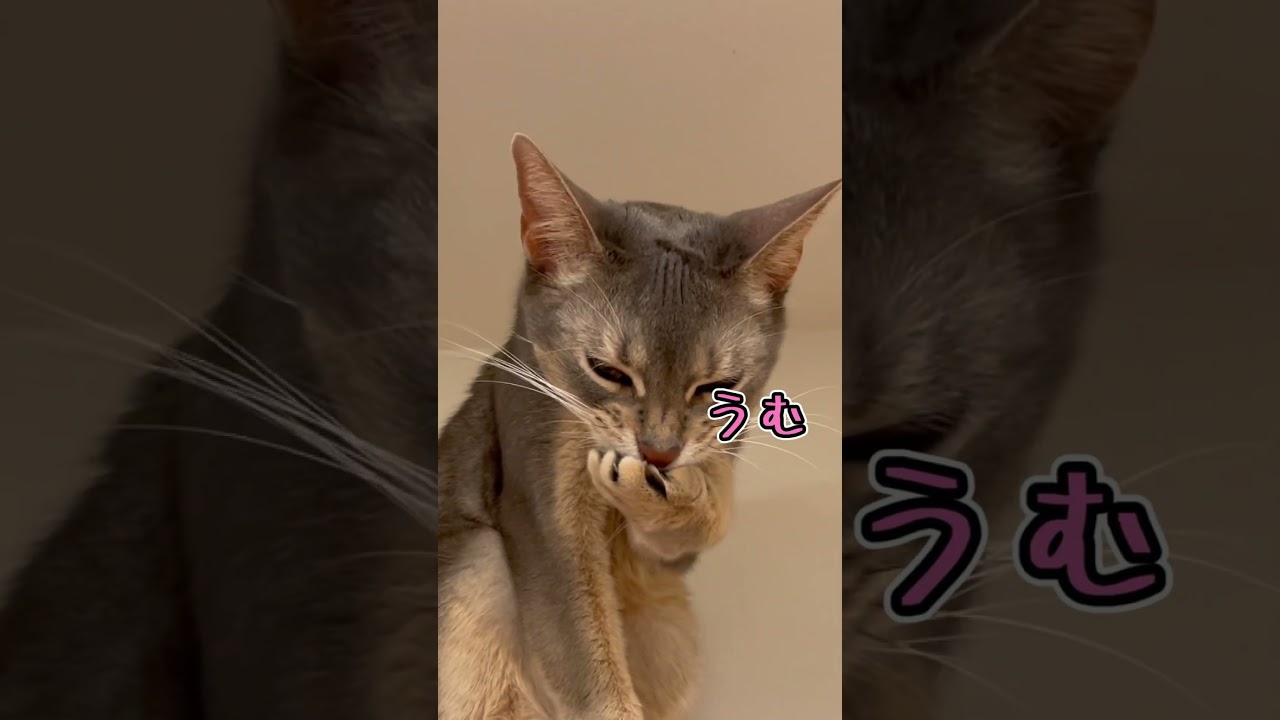 高い所が大好きなうちの猫さん #shorts #猫 #アビシニアン