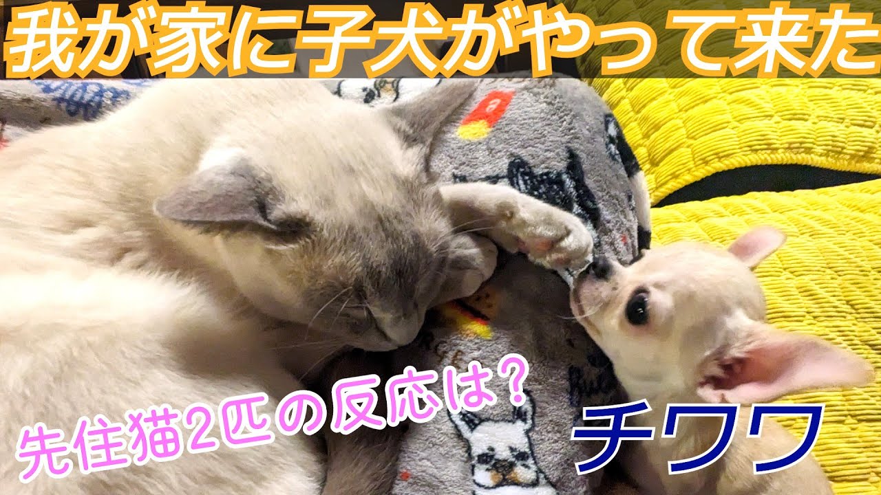 【猫が犬を迎える】【ロシアンブルー×トンキニーズ×チワワ】我が家に子犬がやってきた（初日～）（#130）