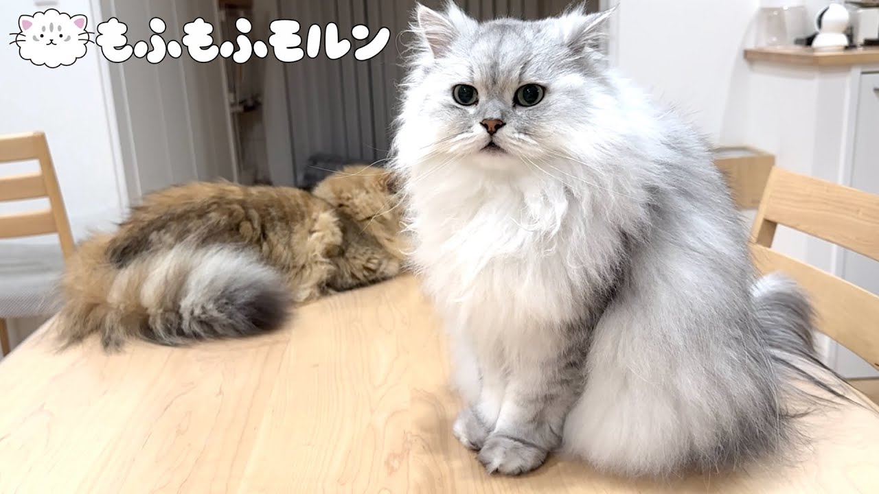 もふもふ猫兄妹の尻尾はどうなっているのか問題 【サイベリアン】