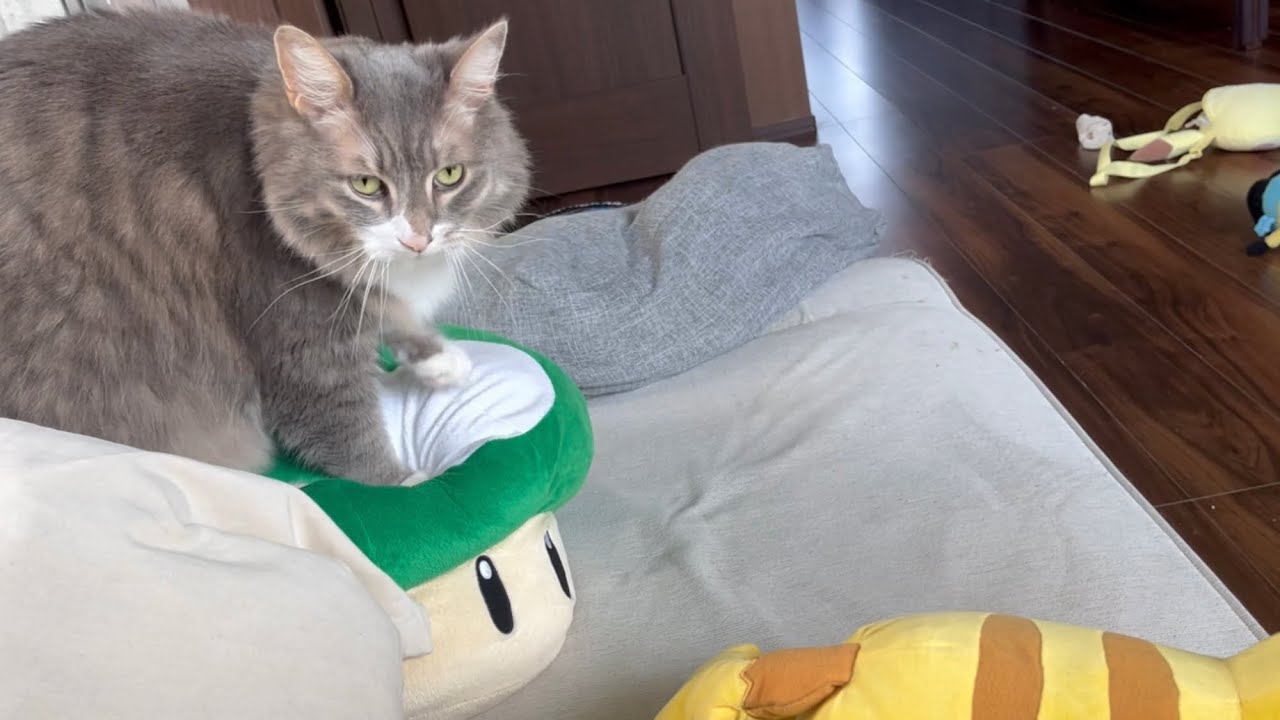 無限増殖にチャレンジする猫　ノルウェージャンフォレストキャット　　cat stomping on mushrooms