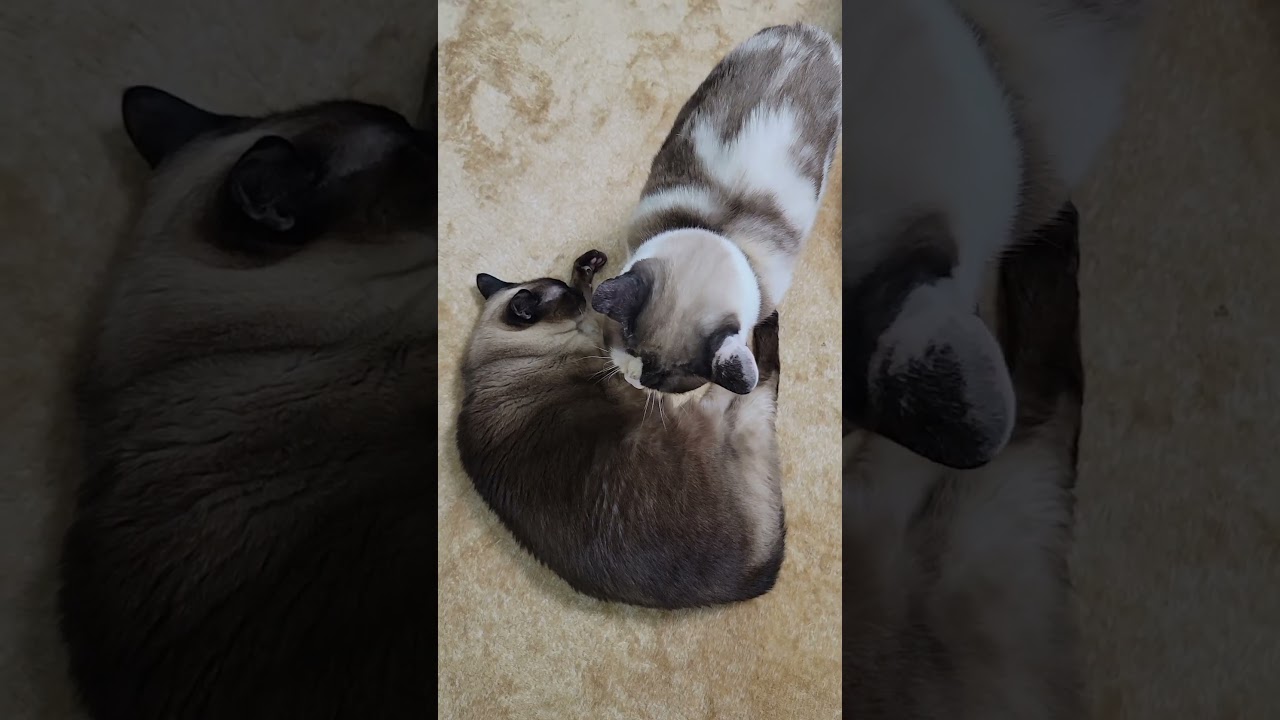 ペポ🐈がシャムエ🐈に合体する瞬間🦐 #シャム猫 #shorts