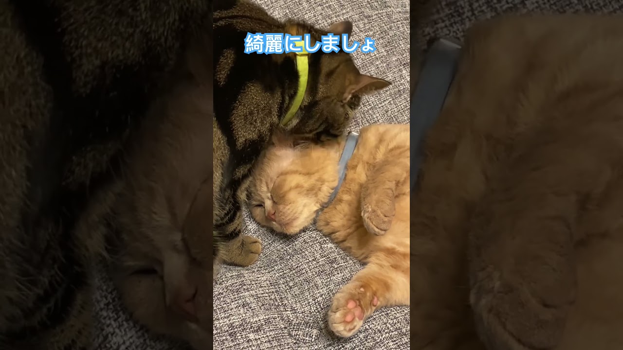 身体は小さいけれどお兄ちゃん#アメリカンショートヘア#セルカークレックス#shorts