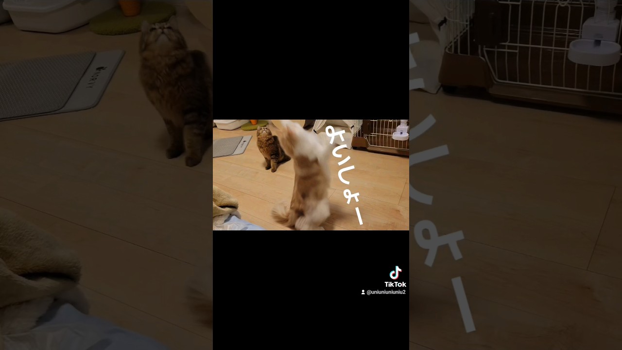 兄猫の威厳#ラガマフィン #猫のいる暮らし #猫動画