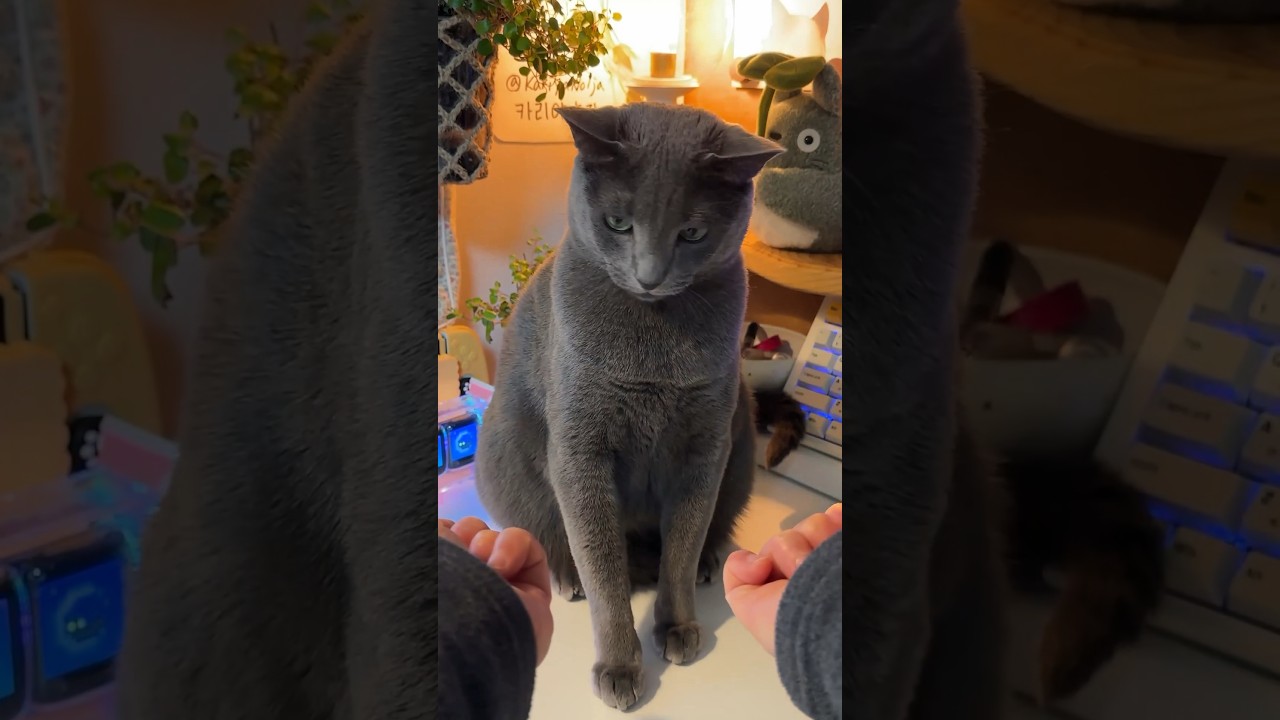 딱 걸렸어! 내 눈에는 다 보여요. #cat #야바위