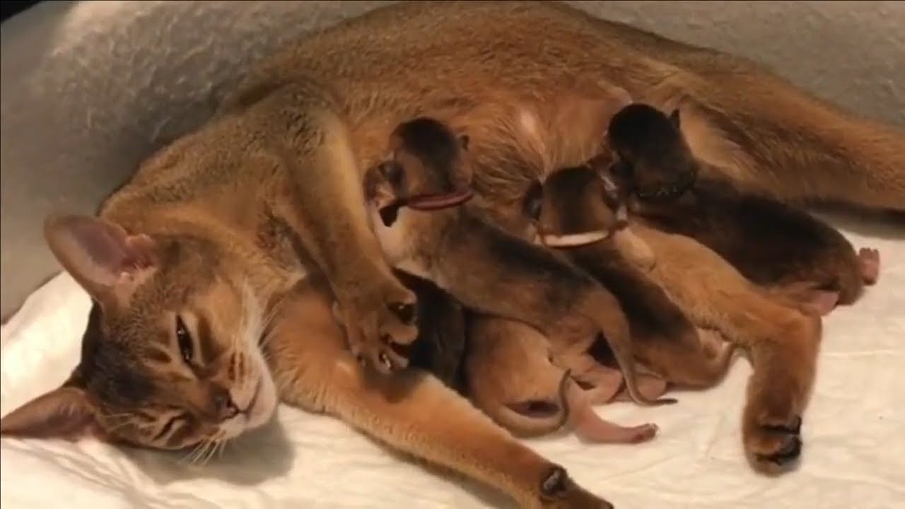 【アビシニアン】古代の凛とした甘えん坊！アビシニアンちゃんかわいい集！【鳴き声】