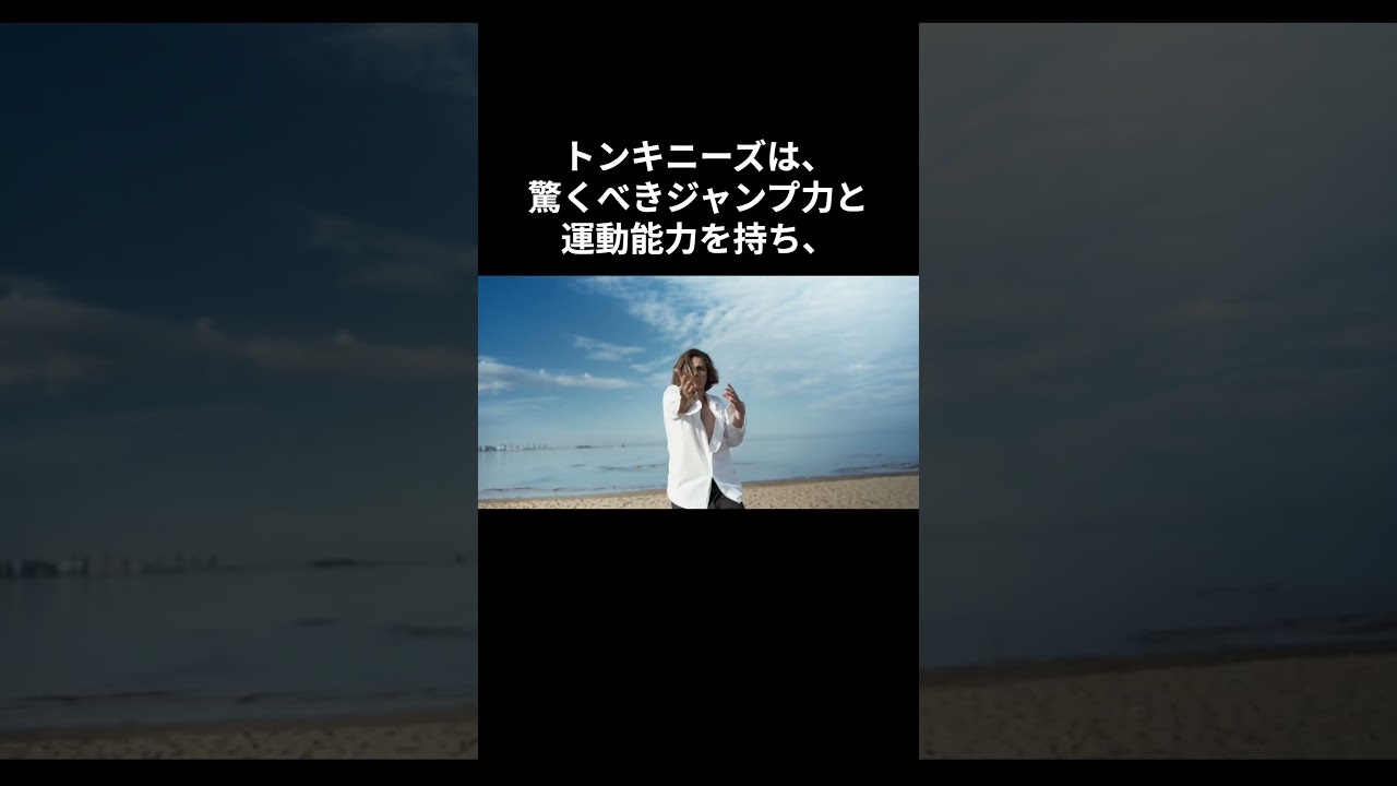 【面白】驚異のトンキニーズ：猫界のスーパースター #shorts #動物 #トンキニーズ