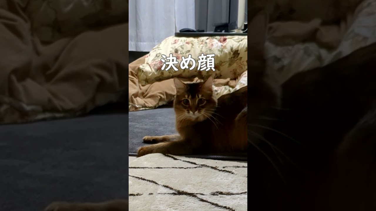 飼猫が寄行種になった瞬間 #shorts  #ソマリ
