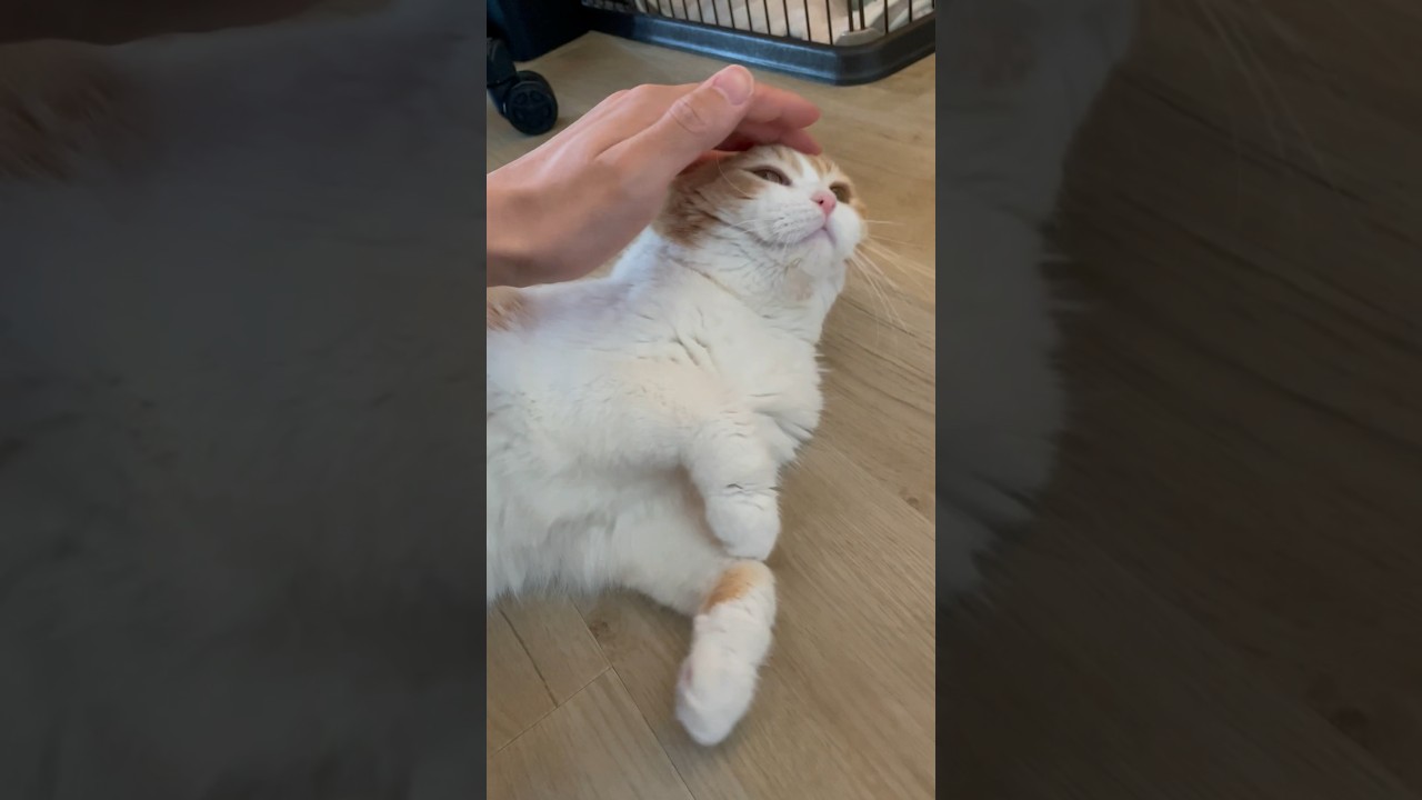ごろ〜んて言ったらごろ〜んする猫 #スコティッシュ #スコティッシュフォールド #shorts  #ねこ