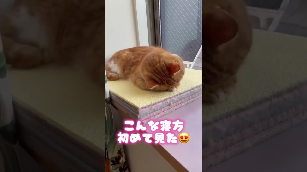反省中…レーヴのごめん寝 #バレエ #バレエダンサー #スコティッシュフォールド #ラガマフィン#猫